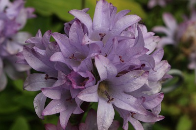 Campanula glomerata 'Caroline'